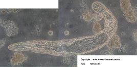 nematodes pictures ߳ͼƬ